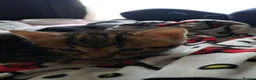 Bengal cats for sale: Bengal mix kittens  in Reading - Advert 3