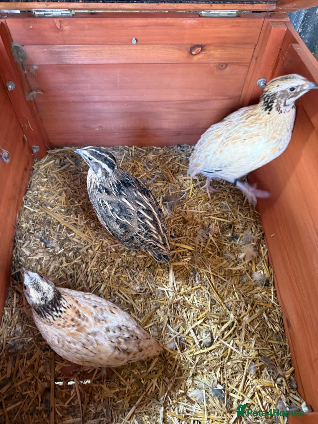 Quail poultry for sale: Coturnix Quail 9x females 3x male - Advert 2
