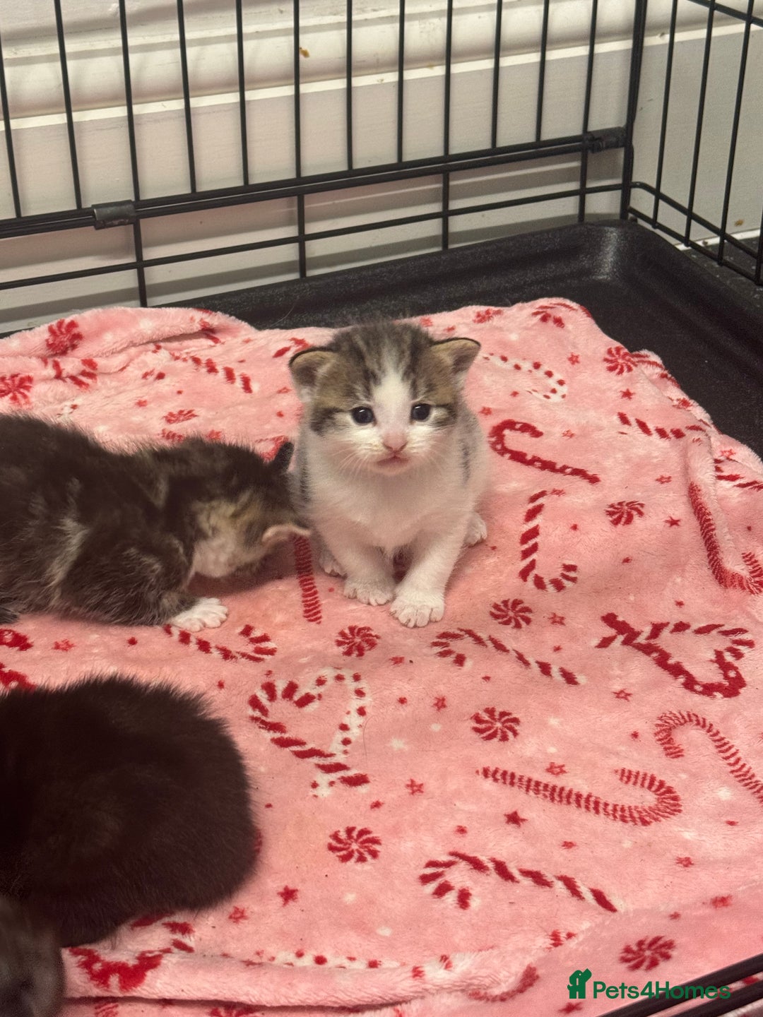 British Shorthair cats for sale: Beautiful fluffy kittens  - Advert 12