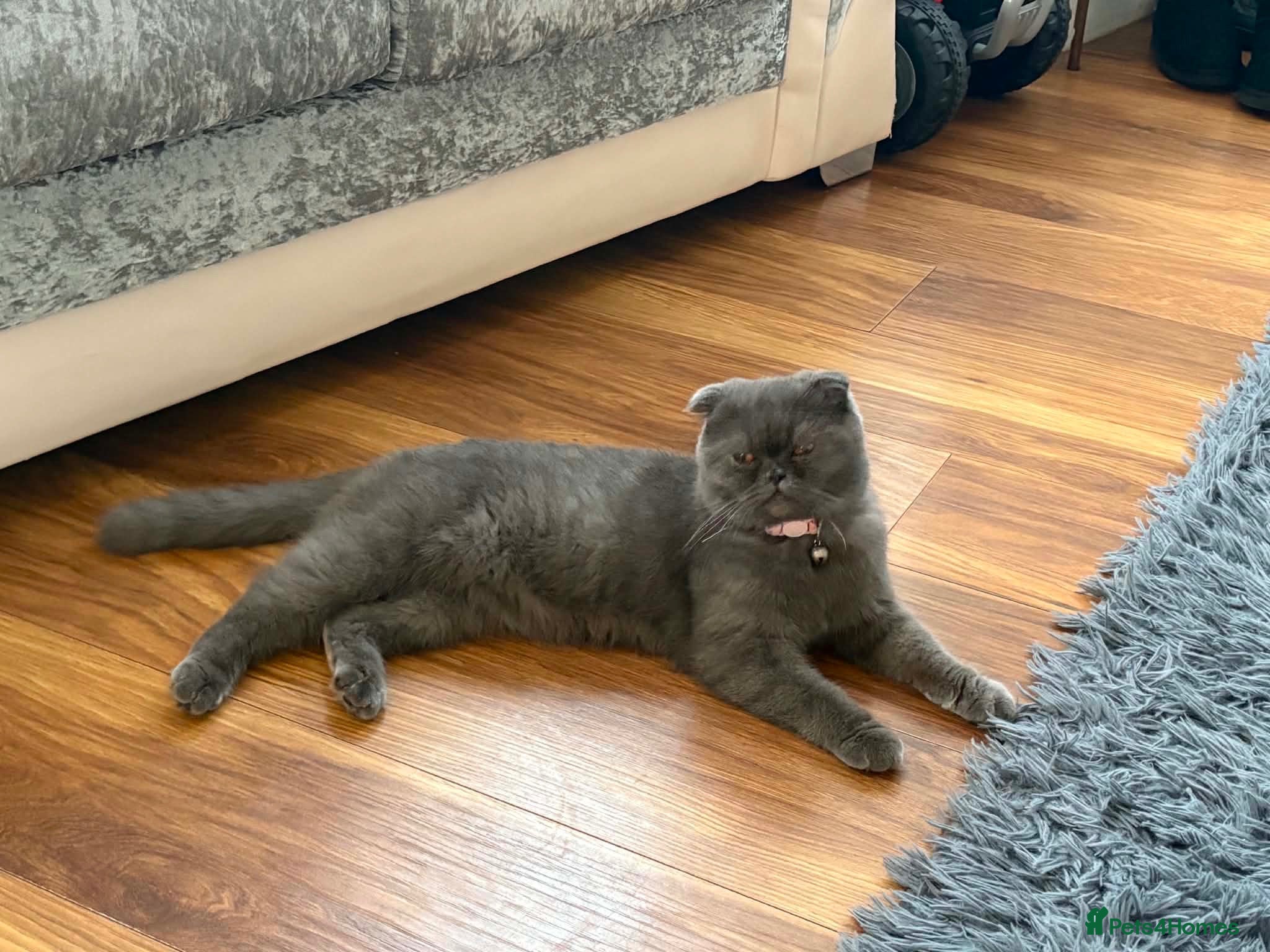 Scottish Fold cats Kiky for sale - Advert 17