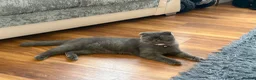 Scottish Fold cats for sale: Kiky for sale in Bradford - Advert 4