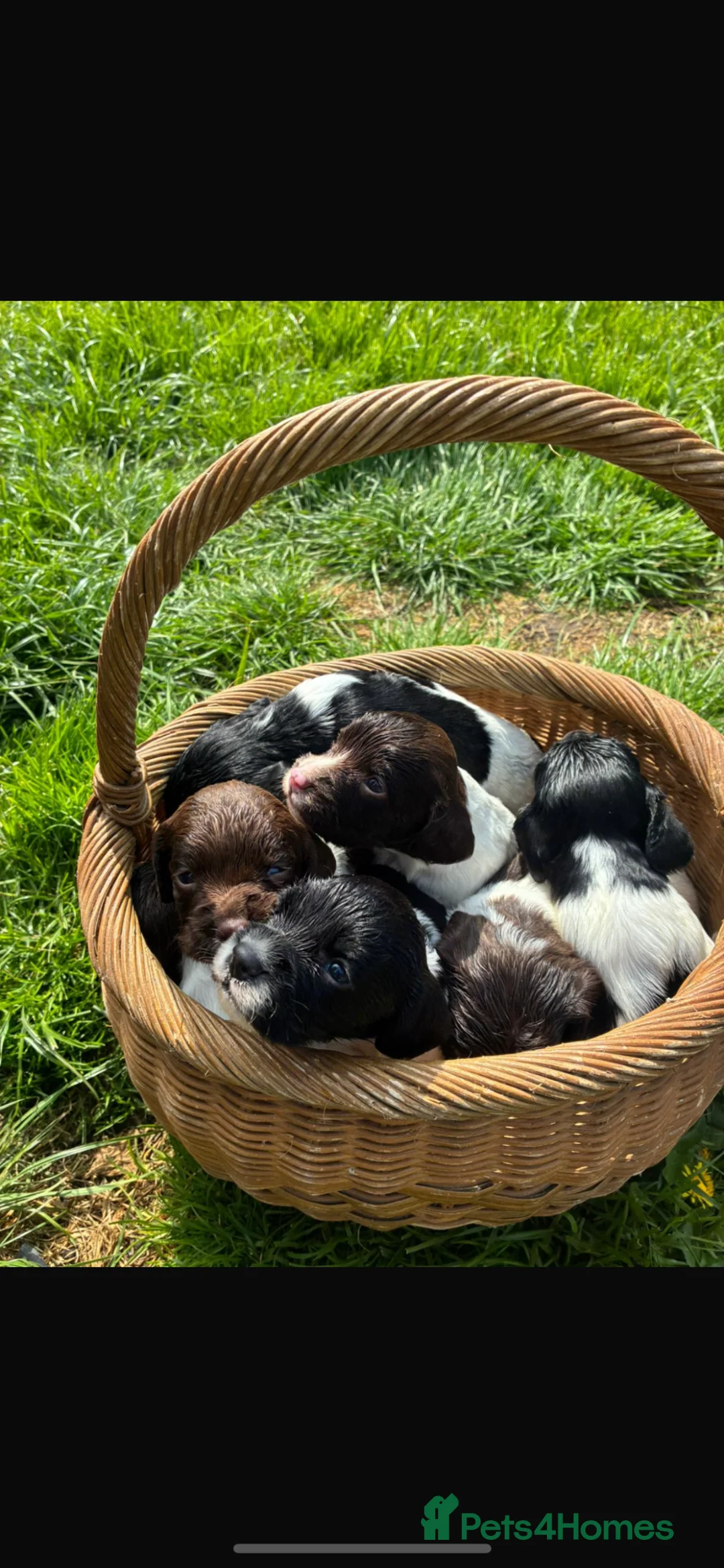 English Springer Spaniel dogs for sale: 7 working English springer spaniel pups.  - Advert 1