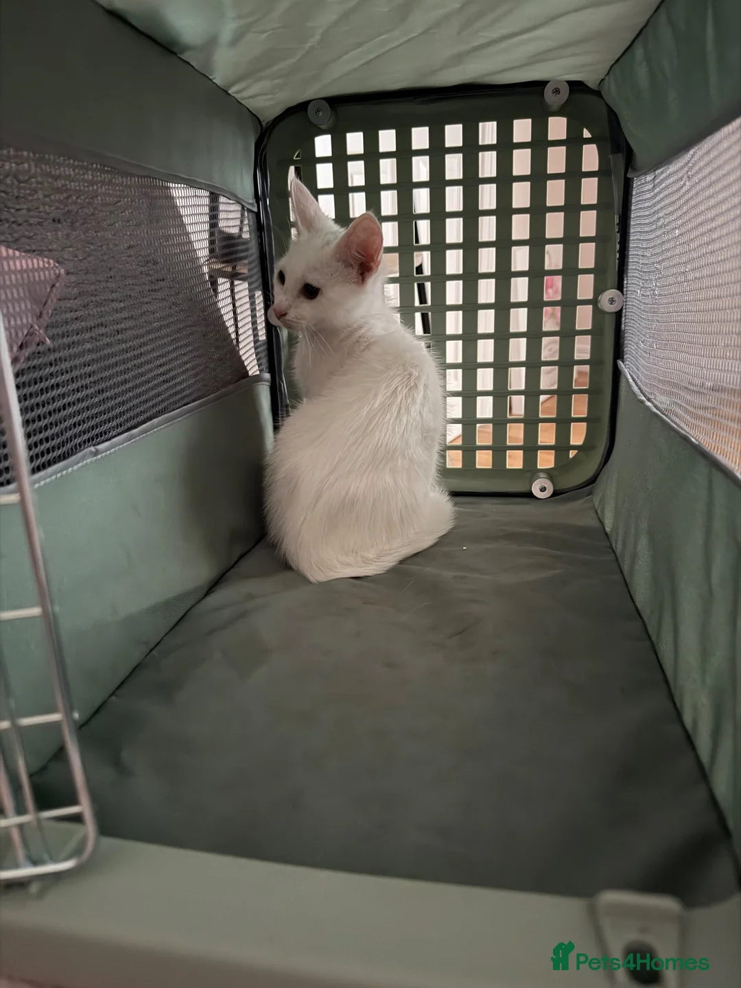 British Shorthair cats for sale: Rehoming beautiful white cat - Advert 3