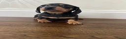 Miniature Dachshund dogs for sale: Kc reg miniature smooth haired dachshund  - Advert 3