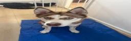 Siberian Husky dogs for sale: Luna! Blue eyed Siberian Husky.  - Advert 2