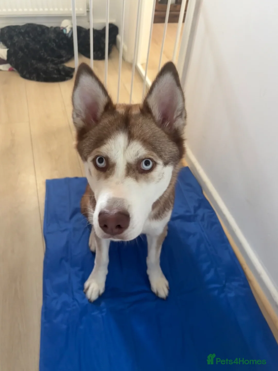 Siberian Husky dogs for sale: Luna! Blue eyed Siberian Husky.  - Advert 2