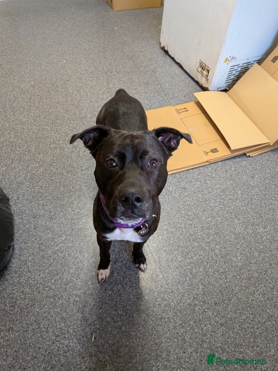 Mixed Breed dogs for sale: Labrador x Staffie  - Advert 1