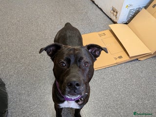 Mixed Breed dogs Labrador x Staffie - Advert 1