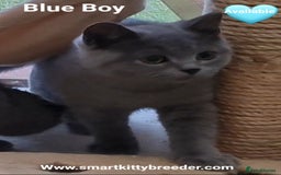 British Shorthair cats for sale: BSH Brother & sister READY NOW! GCCF reg.  in Lowestoft - Image 12
