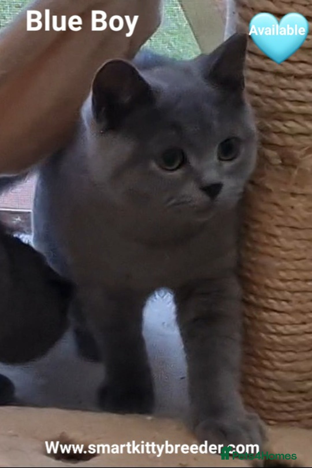 British Shorthair cats for sale: BSH Brother & sister READY NOW! GCCF reg.  in Lowestoft - Image 12
