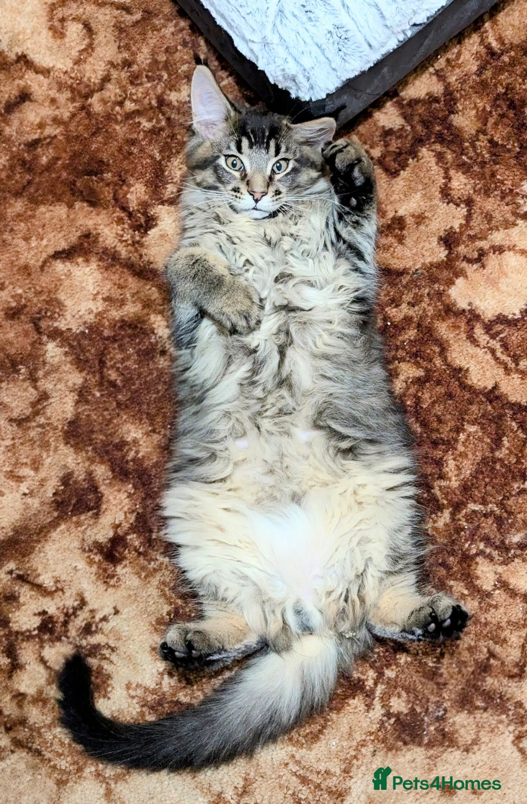 Maine Coon cats for sale: 🎄GCCF XXL Maine Coon Kitties-RARE OPPORTUNITY🎄  - Advert 10