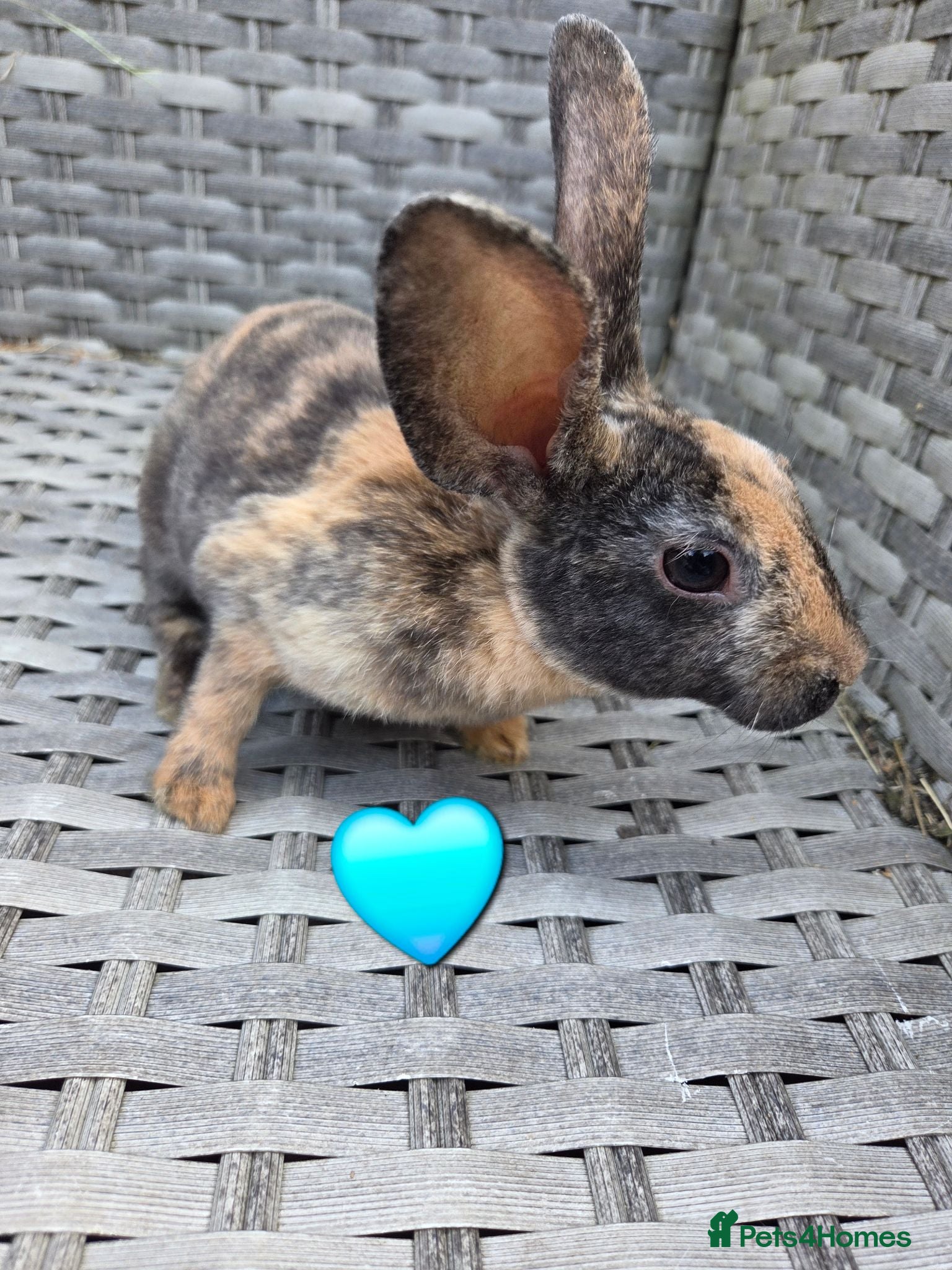 Rex rabbits 🐰Beautiful mini rex babies ready now 🐰 - Advert 1