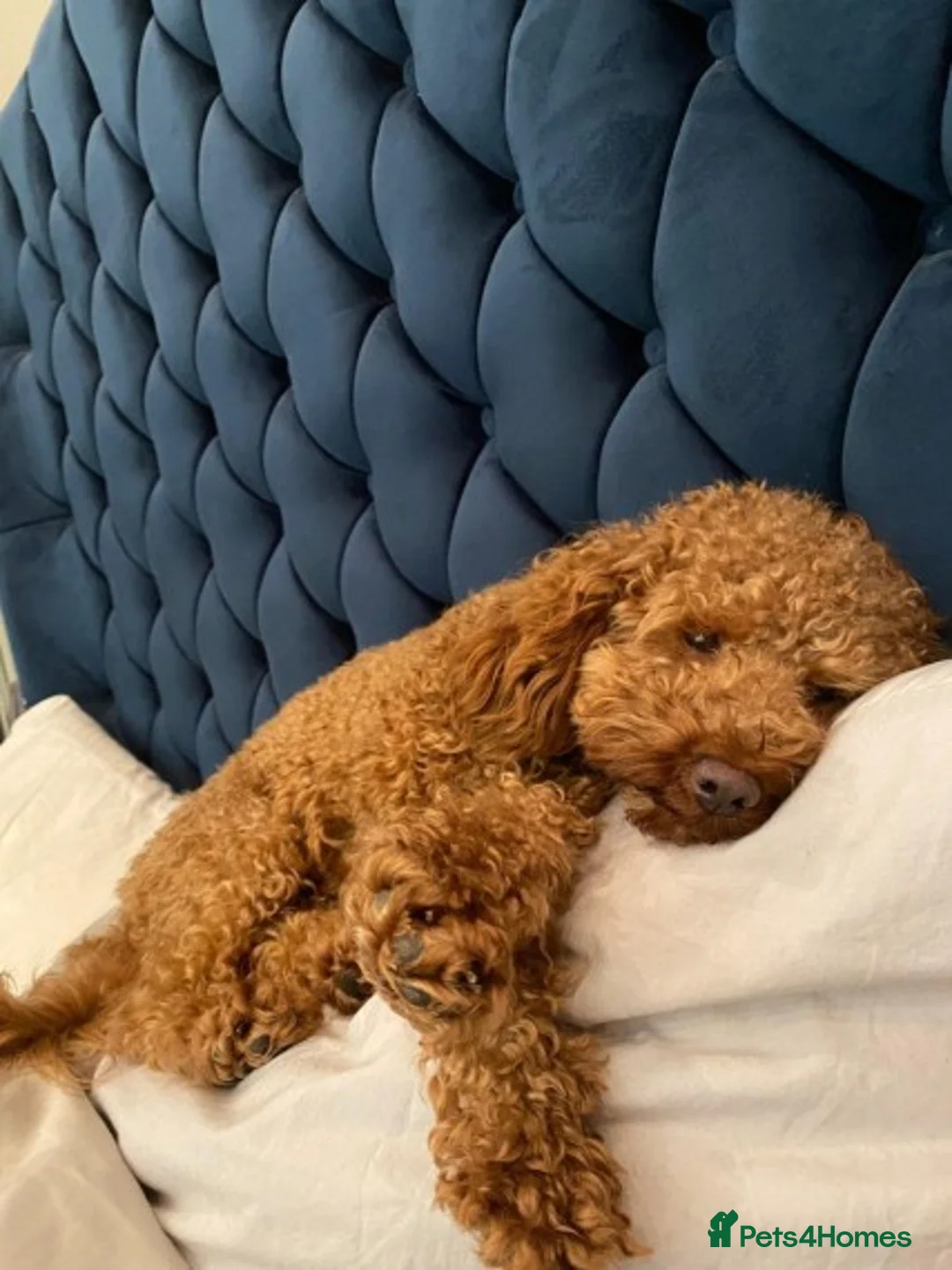 Toy Poodle dogs for stud: AT STUD KC REG TOY POODLE JAM  CLEAR DNA TESTS in High Wycombe - Advert 4