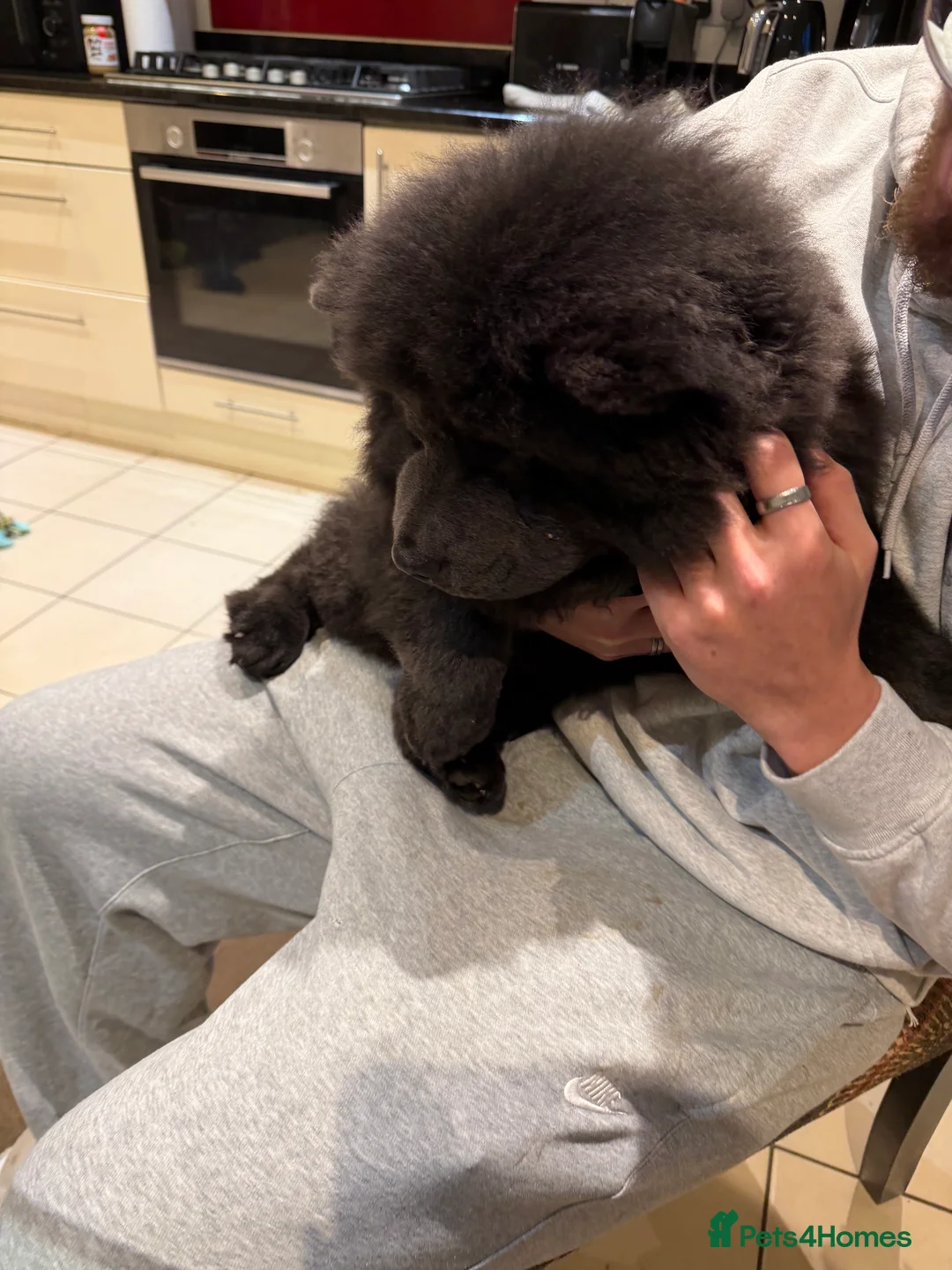 Chow Chow dogs for sale: 🐾 Male Chow Chow Puppy for Sale 🐾 - Advert 11