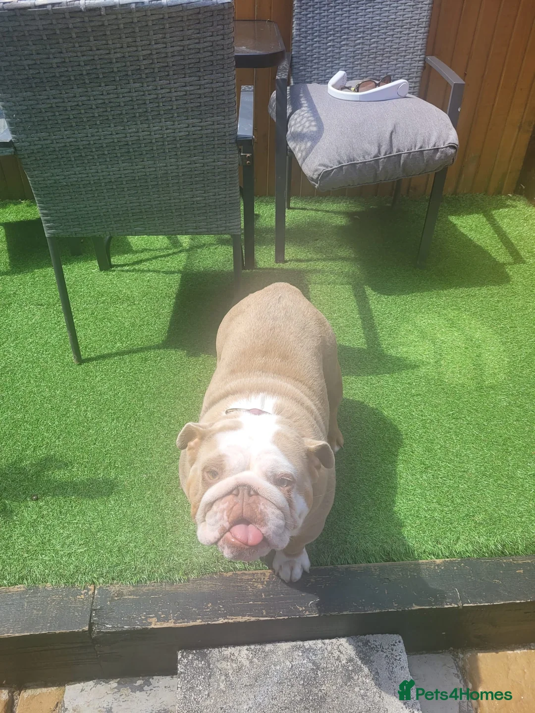 English Bulldog dogs for sale: British merle bulldog  - Advert 2