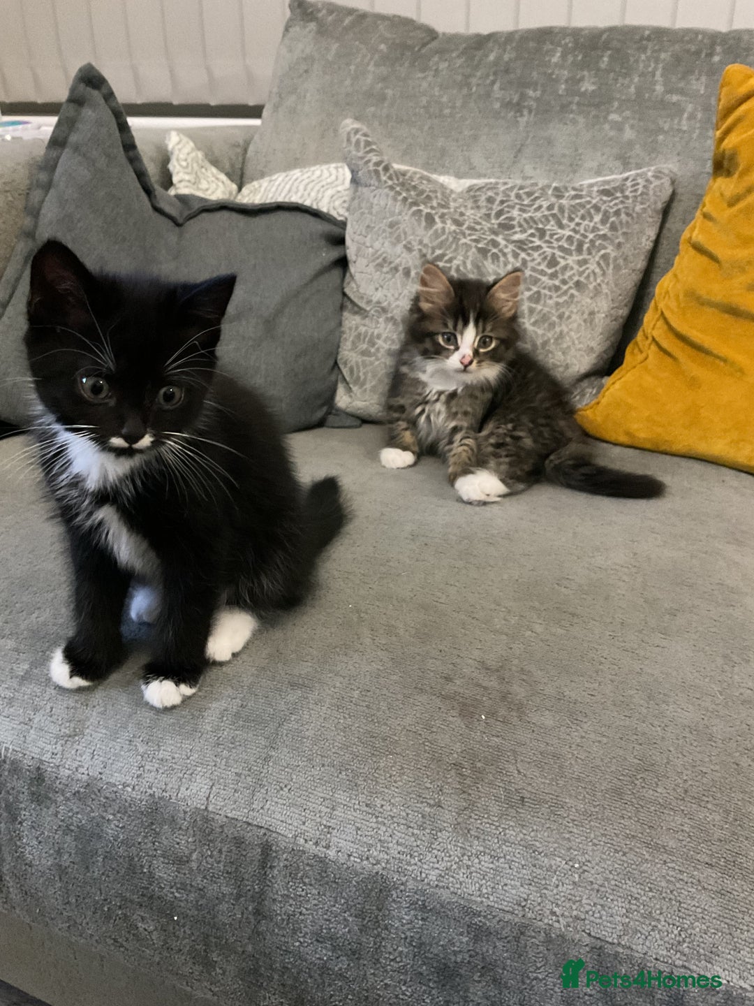 Mixed Breed cats for sale: ❤️ beautiful fur baby’s ready now❤️ - Image 5
