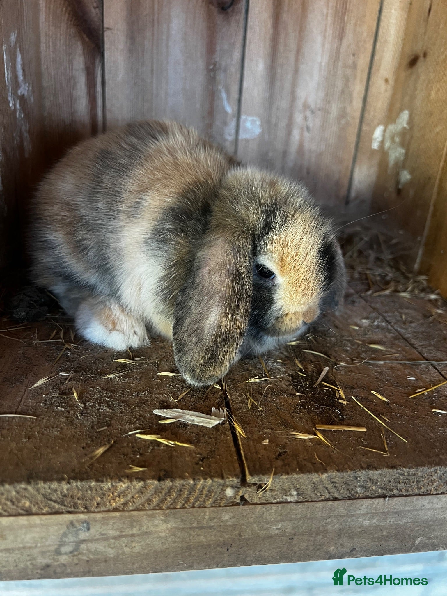 Mini Lop rabbits Mini lop babies ready now  - Advert 2