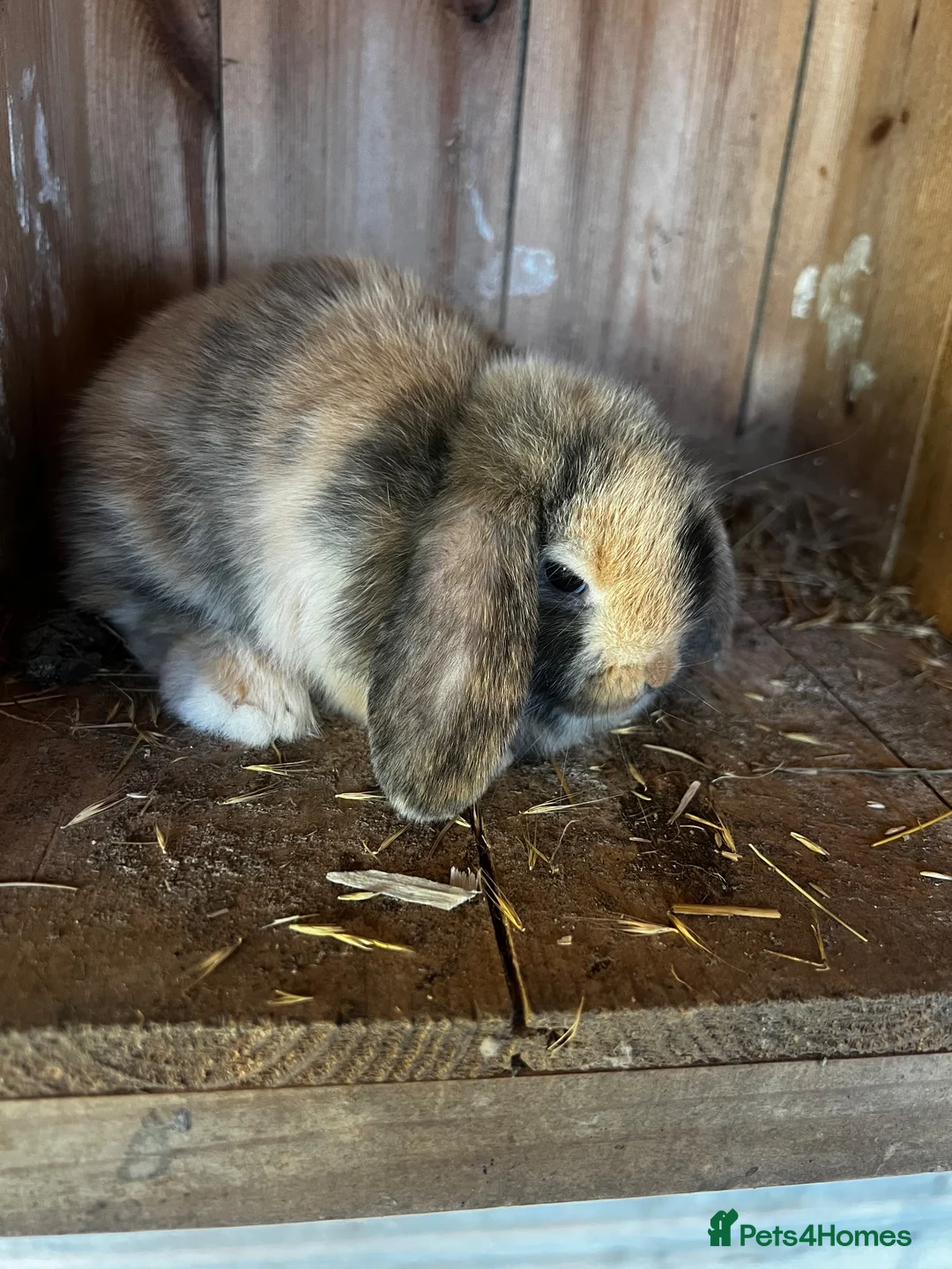 Mini Lop rabbits for sale: Mini lop babies ready now  - Advert 2