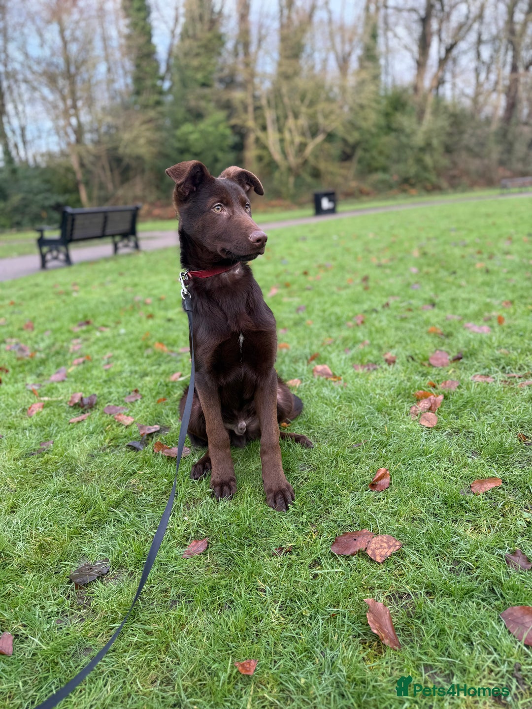 German Shepherd dogs for sale: Liver & Tan German Shepherd Young, Male, Trained  - Advert 12