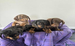 Dachshund dogs for sale: Dachshund puppy’s  - Image 9