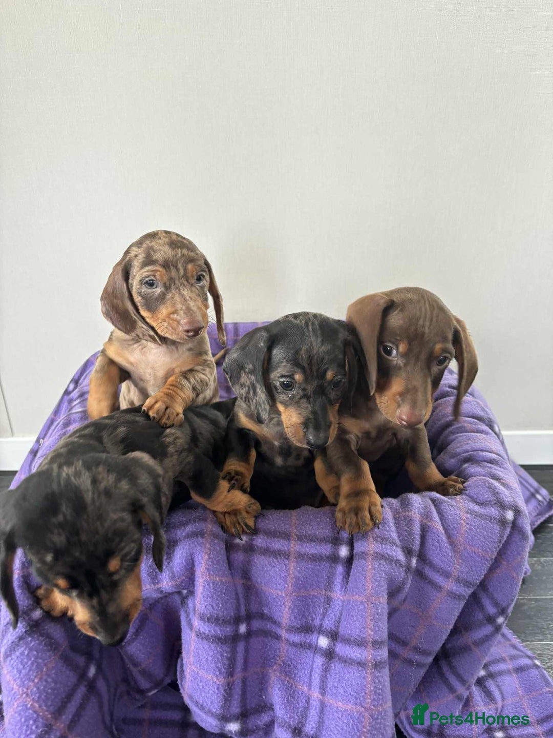 Dachshund dogs for sale: Dachshund puppy’s  - Image 9