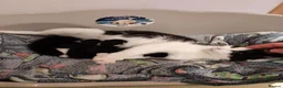 Mixed Breed cats for sale: 3 Kittens  - Advert 1