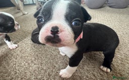 Boston Terrier dogs for sale: Beautiful Boston Terrier Puppies for Loving Homes - Image 10