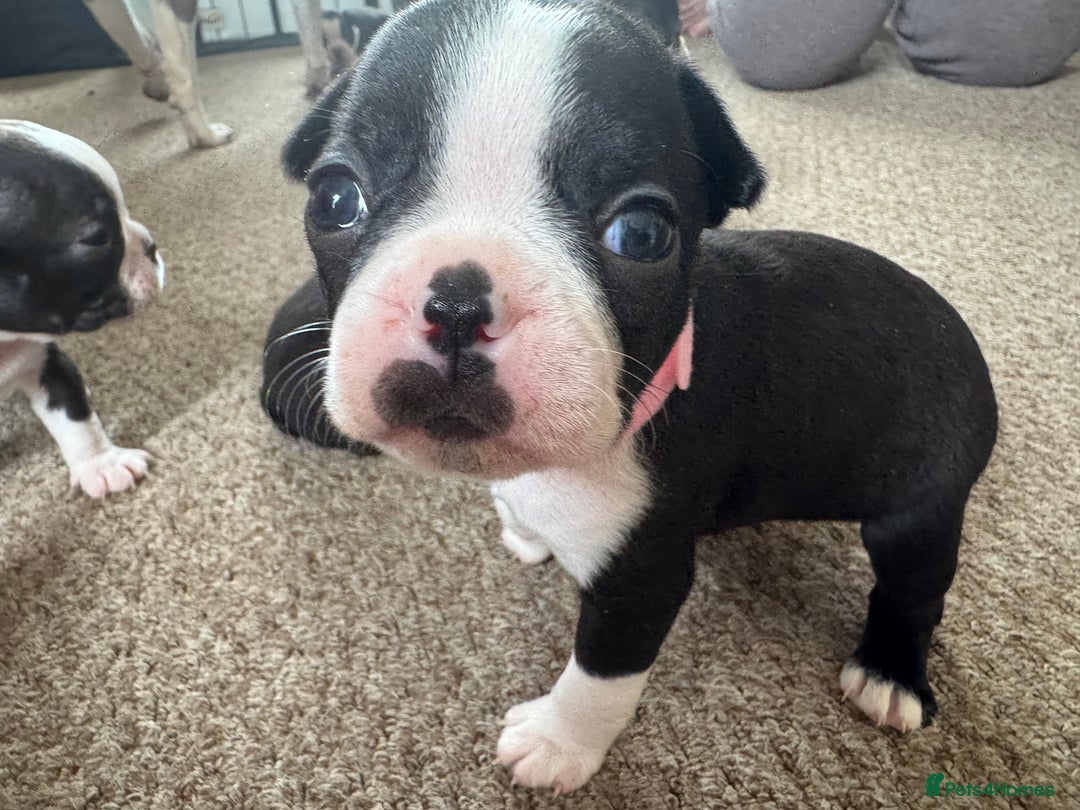 Boston Terrier dogs for sale: Beautiful Boston Terrier Puppies for Loving Homes - Image 10