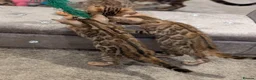 Bengal cats for sale: 🔥✨Pedigree TICA-Registered Bengals - Advert 11