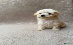 Maltipoo dogs for sale: Multipoo  - Image 6