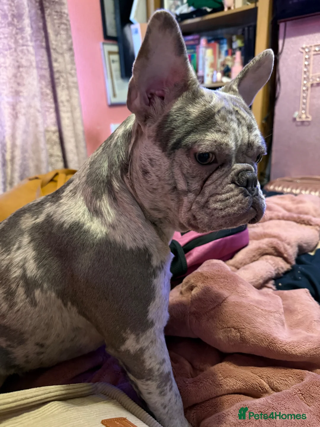 French Bulldog dogs for sale: 11 month old French bulldog female Merle  - Advert 1