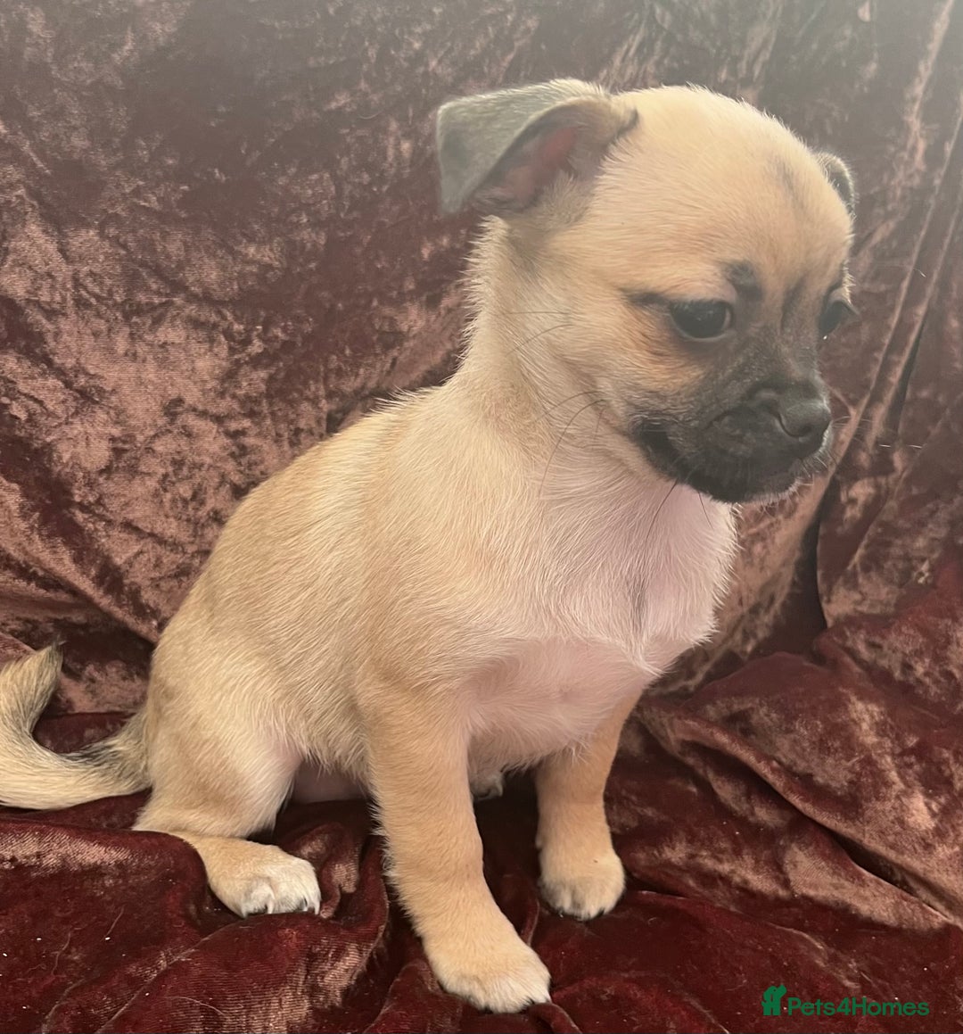 Mixed Breed dogs for sale: PUG CROSS  READY TO GO.  - Image 8