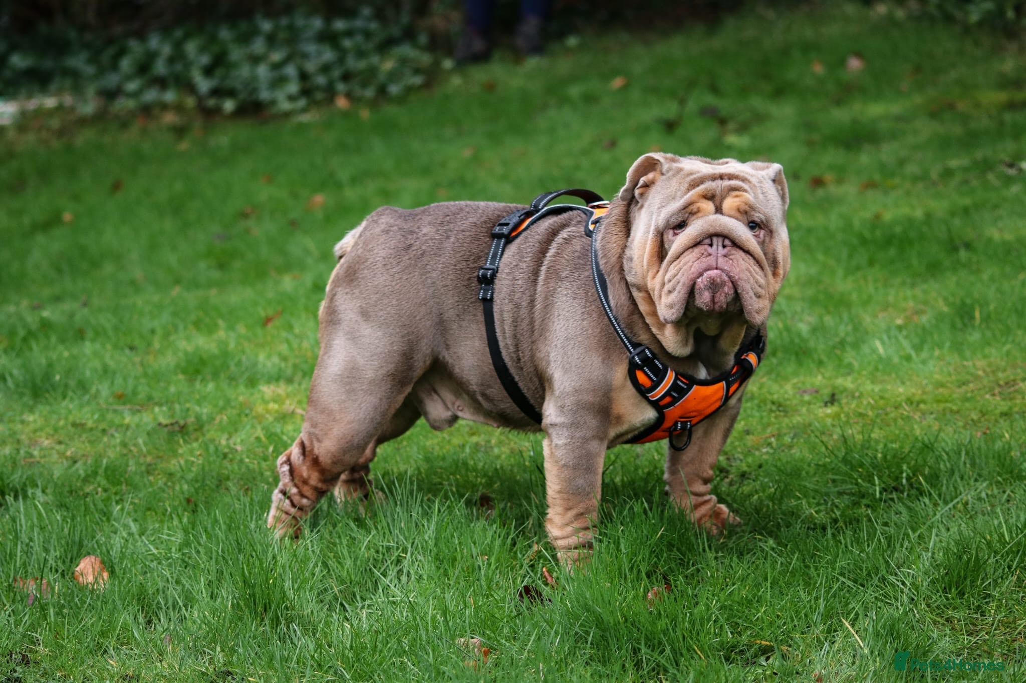 English Bulldog dogs Handsome, and now proven English Bulldog at stud - Advert 5
