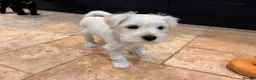 Miniature Schnauzer dogs for sale: KC Pedigree Miniature Schnauzer Pups *READY TO GO* - Advert 3