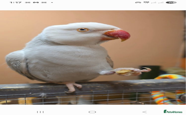 Ringnecks birds - Advert 1