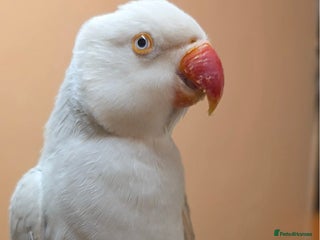 Ringnecks birds - Advert 15