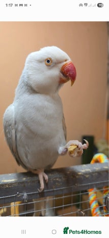 Ringnecks birds - Advert 1