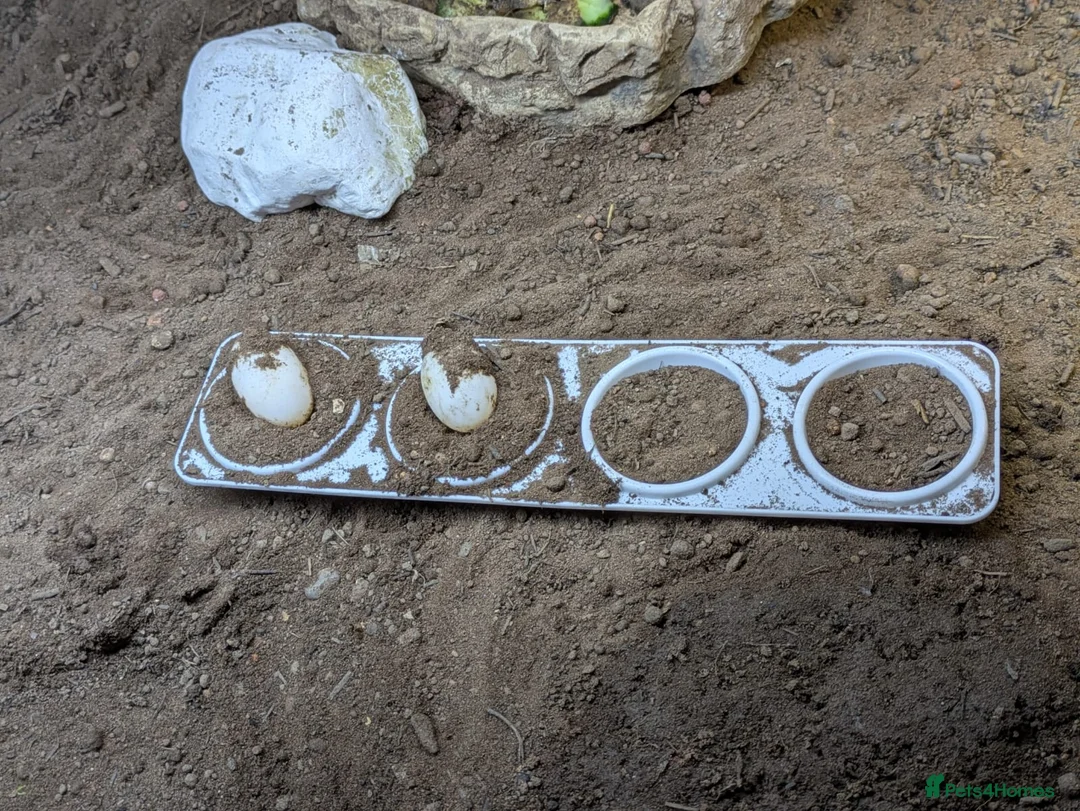 Hermann Tortoise reptiles for sale: Family of Herman Tortoise 4 Female 1 male - Advert 9