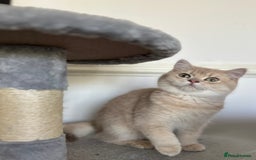 British Shorthair cats for sale: Chunky TICA ACTIVE Golden British Shorthair - Image 8