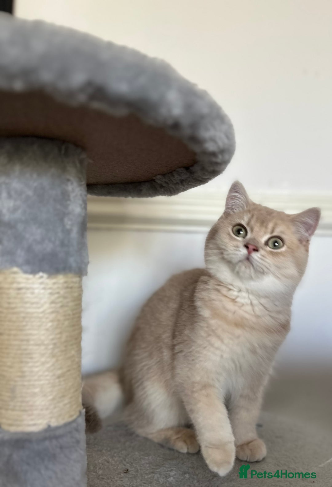 British Shorthair cats for sale: Chunky TICA ACTIVE Golden British Shorthair - Image 8