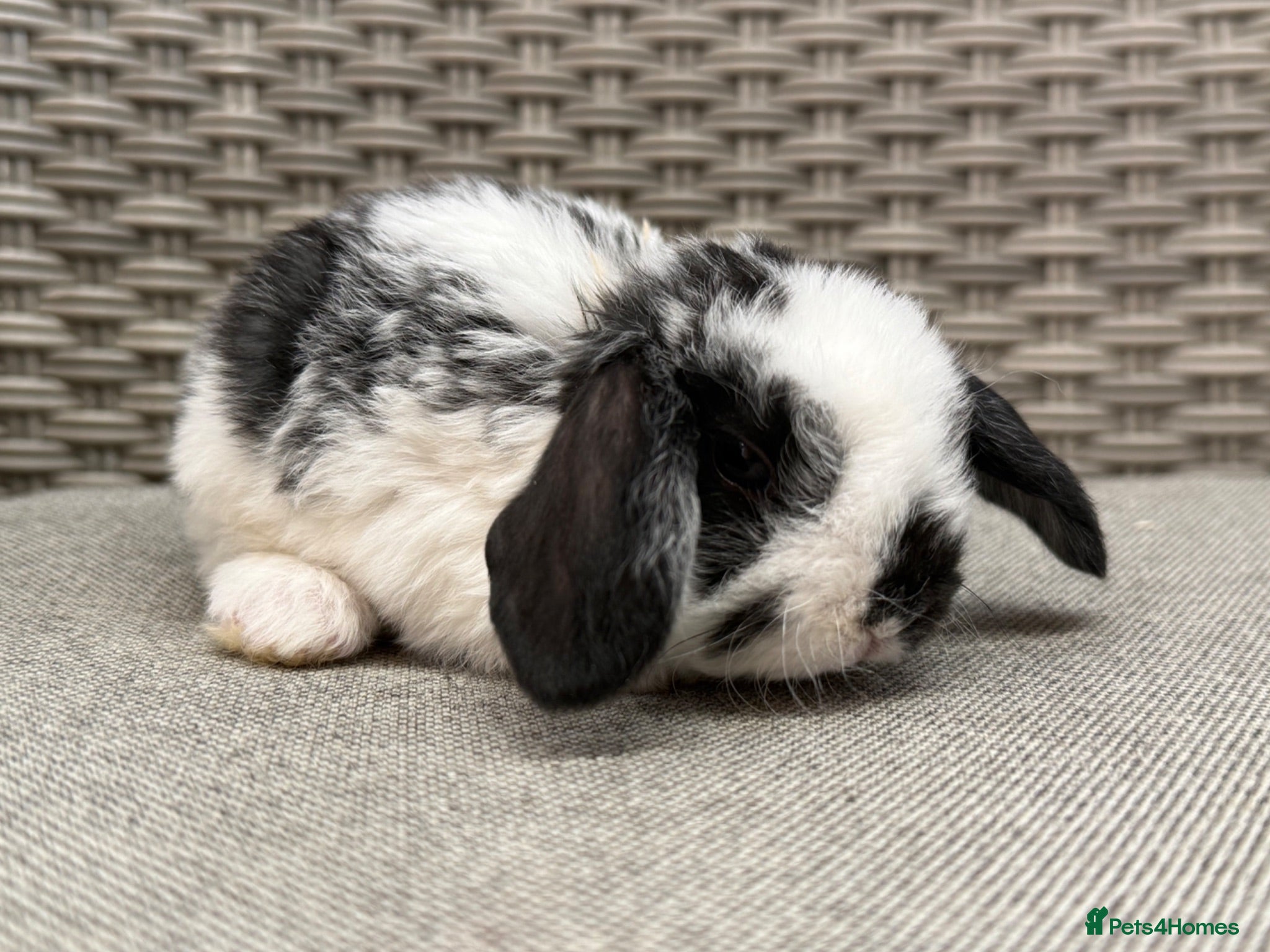 Mini Lop rabbits Friendly mini lops available  - Advert 18