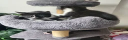 Mixed Breed cats for sale: 3 lovely kittens  - Advert 13