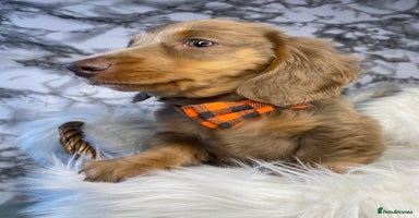 Miniature Dachshund dogs - Advert 7