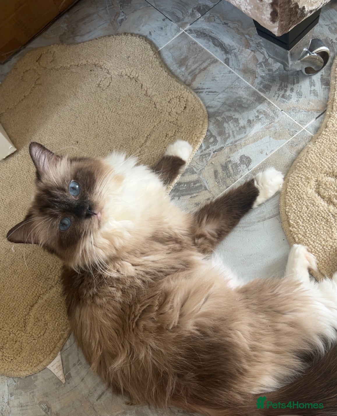 Ragdoll cats Beautiful Gccf ragdoll kittens  - Advert 1