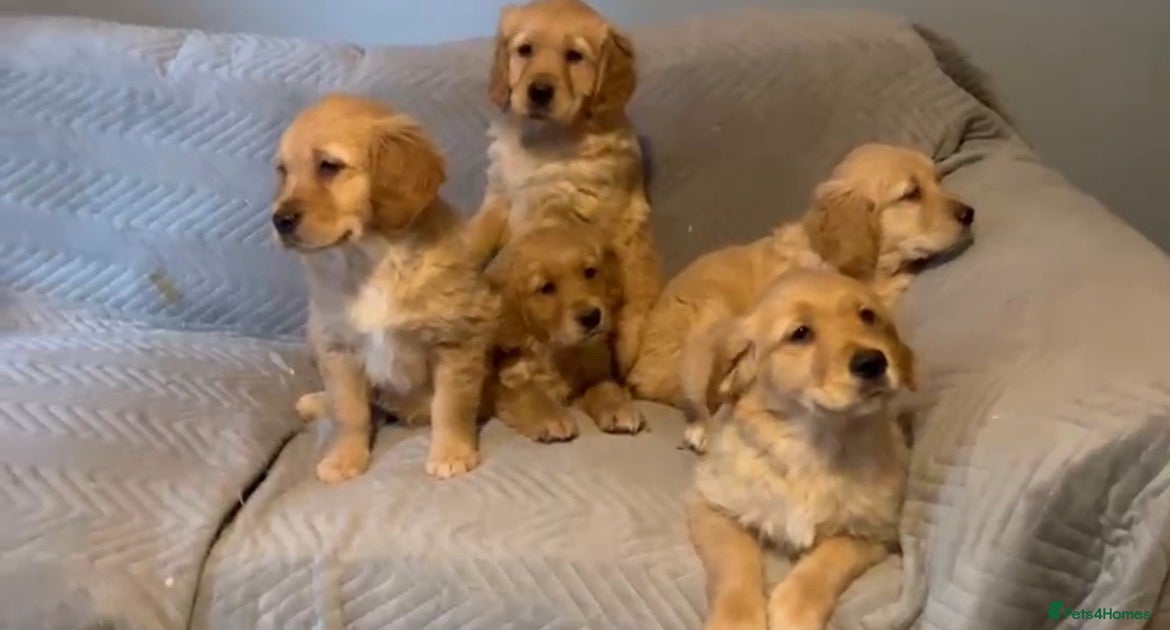 Golden Retriever dogs Gorgeous Fox red dark Golden Retriever pups - Advert 15