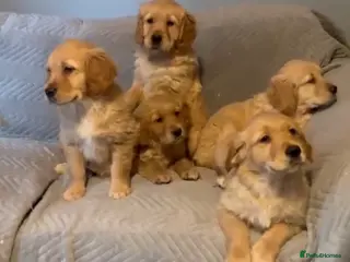 Golden Retriever dogs Gorgeous Fox red dark Golden Retriever pups - Advert 15
