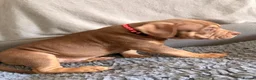 American Bully dogs for sale: Puppies for sale - Advert 7