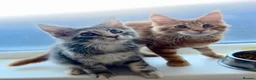 Maine Coon cats for sale: Pure breed XXL Maine Coon kittens  - Advert 6