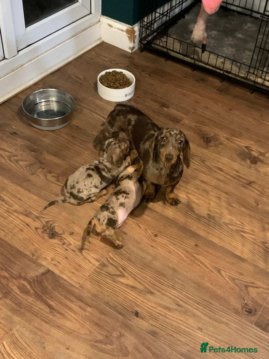 Miniature Dachshund dogs for sale: Beautiful miniature dauchund  - Advert 6