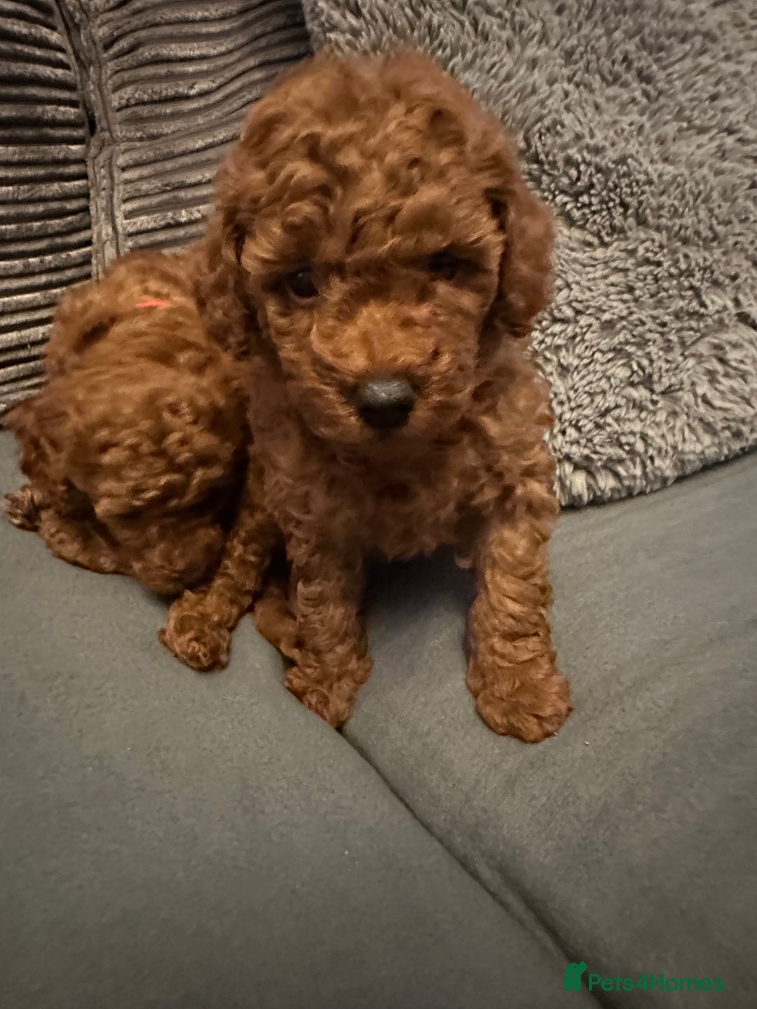Toy Poodle dogs for sale: Toy poodle . four boys, one girl - Advert 7